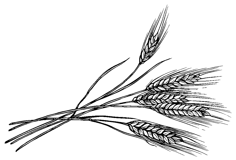Wheat Sketch Set